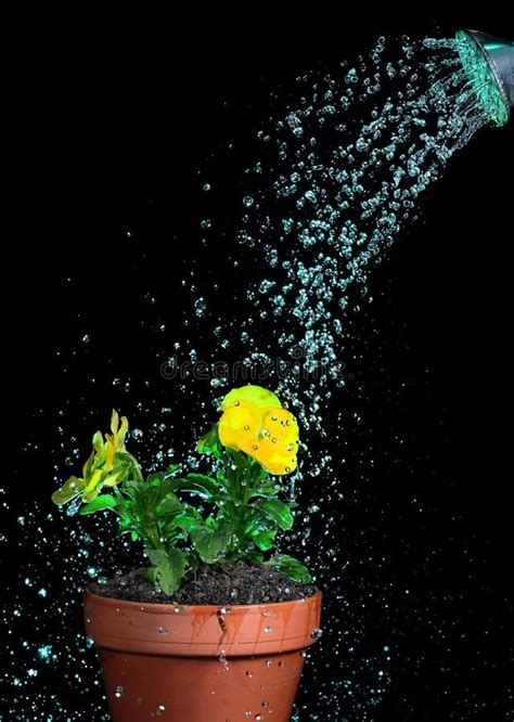 Watering Flowers Five Stock Photo Image Of Water Horticulture 34865526