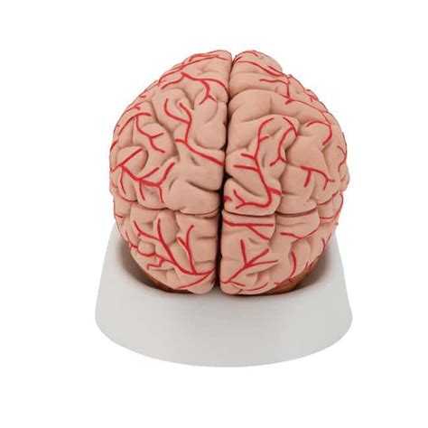 3b Scientific Brain With Arteries Includes 3b Smart Anatomy Brain