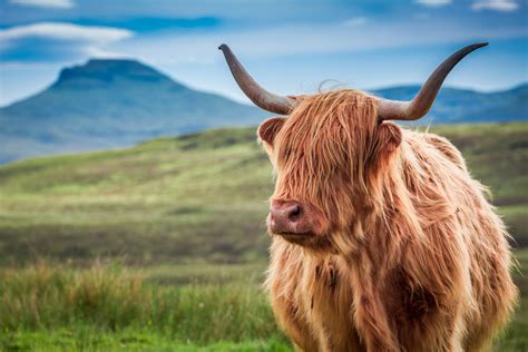 Top Spots To Meet Our Hairy Heilan Coos North Coast 500