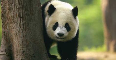 Giant Panda No Longer Endangered Conservation Group Says Cbs Boston