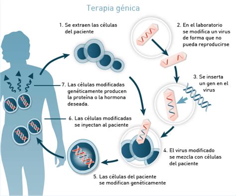 Terapia G Nica Medicina Regenerativa C Lulas Madre