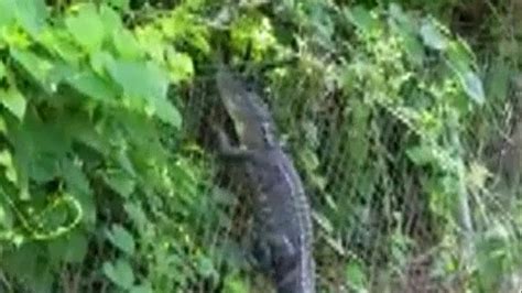 gator spotted climbing fence near florida golf course