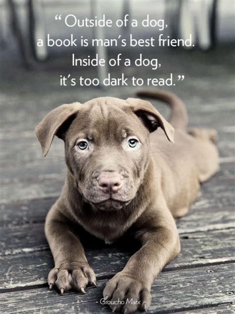 Well it doesnt matter in this compilation because we are featuring dogs and cats playing and the best of friends. Quotes About Dogs And Friendship - WeNeedFun