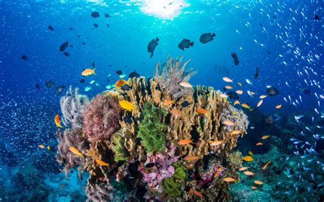 Qui A Découvert L'australie En Premier - Un nouveau récif corallien découvert en Australie et il est énorme