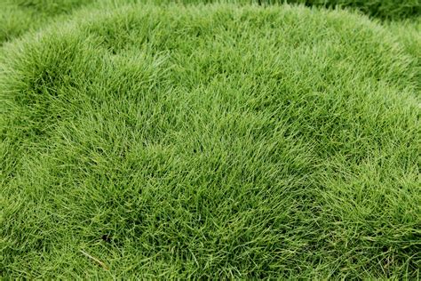 Zoysia japonica was introduced into the. Zoysia Tenuifolia - Buy no-mow grass plants online 6 for $36