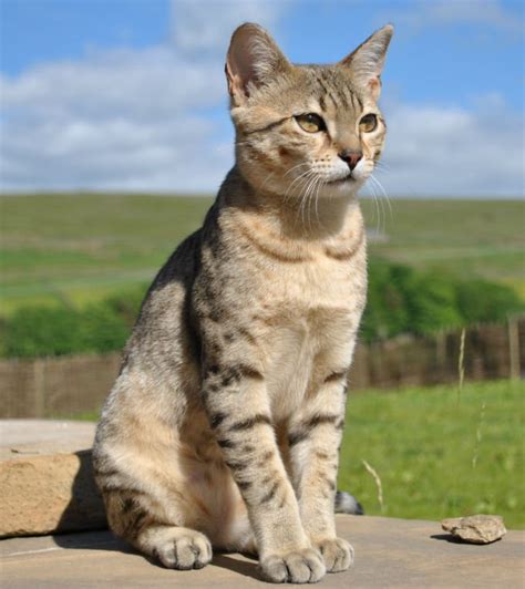 Its history is linked to the dynasty of the pharaohs, a great empire that appreciated the figure of the cat as that of an almost divine being. Egyptian Mau Cat Breed Information, Pictures ...