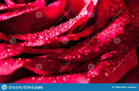 Freshness Red Rose With Water Drops Vivid Color Natural Floral