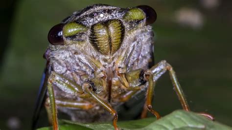 Do Insects Pee Mental Floss