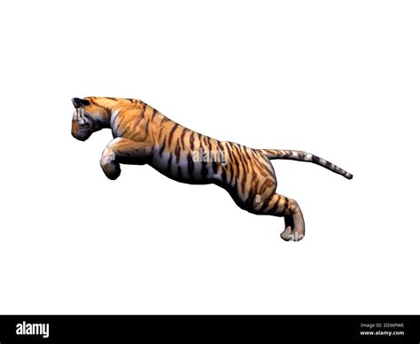 Tiger Jumping Hi Res Stock Photography And Images Alamy