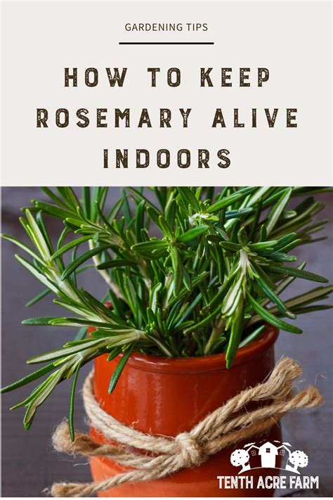 The Secret To Keeping Rosemary Alive Indoors Growing Rosemary Indoors