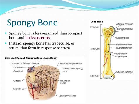 Spongy And Compact Bone Diagram Print Chapter 6 Osseous Tissue And