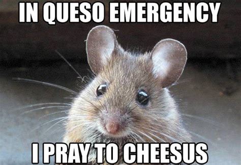 In Queso Emergency I Pray To Cheesus Funny Mouse Says In Case Of