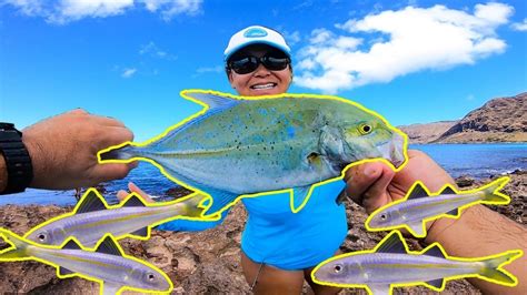 Best Live Bait For Shore Fishing In Hawaii Whipping Fishing In Hawaii
