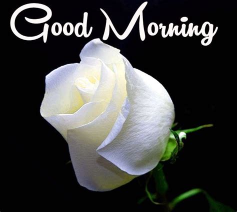 Free Good Morning Images And Wallpapers With White Rose Flowers To