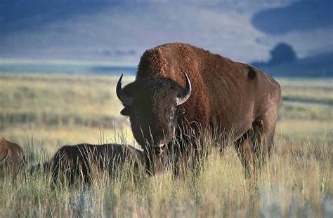 The Bison Is Poised To Become The Us National Mammal The Two Way Npr