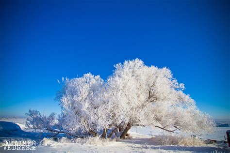 Hoar Frost At Daily Photo Dose