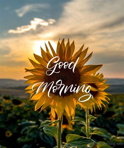 Good morning can be sweet with birds voice and worst by listening to alarm voice. 25 Beautiful Sunflowers with Good Morning Wishes - Wish Me ...