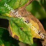http://www.horticultorul.ro/insecte-boli-daunatori-fungicide-insecticide-ingrasaminte-pesticide/alternarioza-tomate-alternaria/