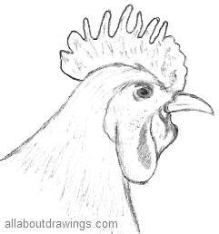 Today we have prepared for you a new drawing lesson, and the theme of this tutorial is how to draw a chicken. Copy These Simple Rooster Drawings