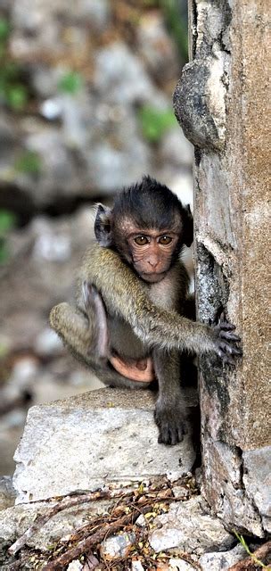 Bayi Monyet Imut Foto Gratis Di Pixabay