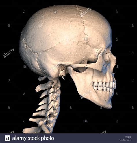 Screaming human skull, side view. Skull Human Side View White Background Stock Photos ...