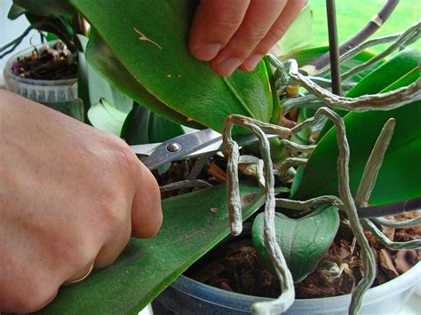 How To Prune An Orchid Step By Step Guide Brilliant Orchids