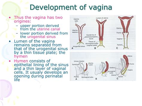 Vagina Development Pictures Only Lesbian Nude