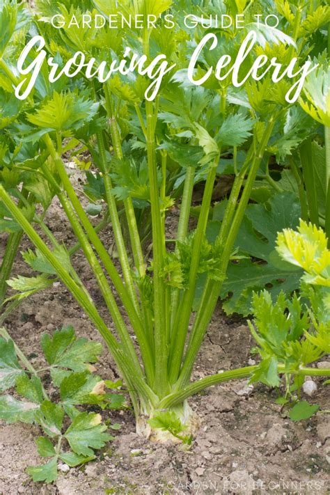Growing Celery Garden For Beginners Growing Celery Gardening For
