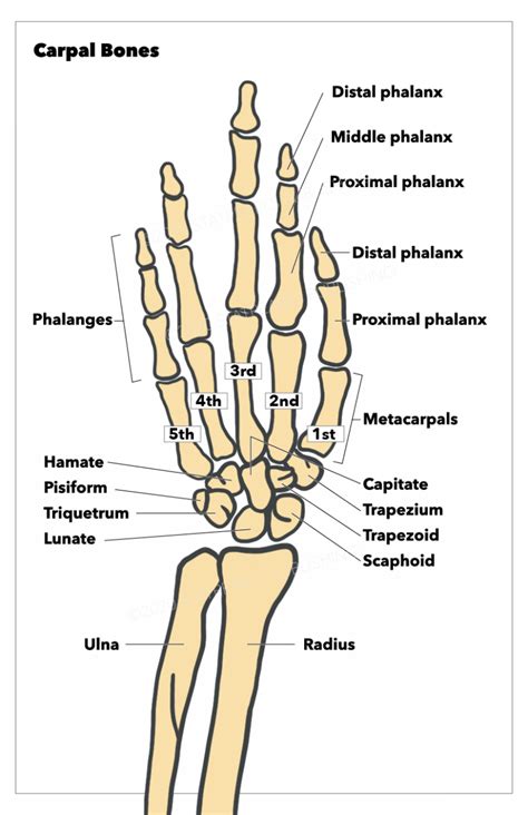 Anatomy Shoulder And Upper Limb Hand Carpal Bones Statpearls Ncbi Bookshelf