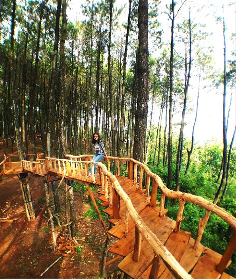 Lokasi Dan Rute Menuju Hutan Pinus Pengger Jogja Serunya Ngadem