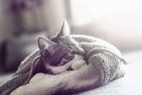 Keeping Your Cat Safe Healthy This Winter