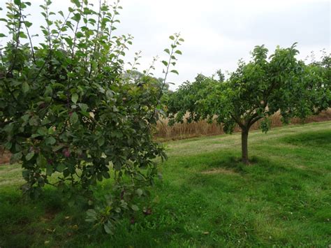 Pruning Plum Trees Walcot Organic Nursery