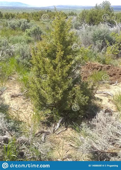 Small Cedar Tree Yellowish Green B Stock Photo Image Of Dirt Bulbs