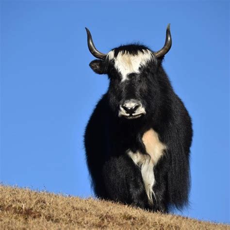 Yak | Lifestyle, Food, Facts | Fun facts about animals, Animals wild