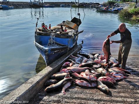 Fish Of The Sea Of Galilee Ferrells Travel Blog