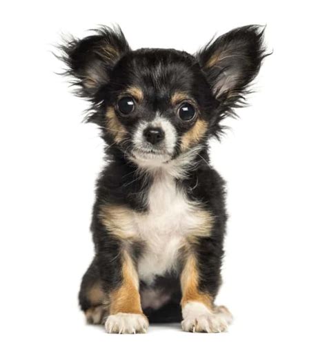 Toys And Teacups The 7 Best Miniature Dog Breeds Pethelpful