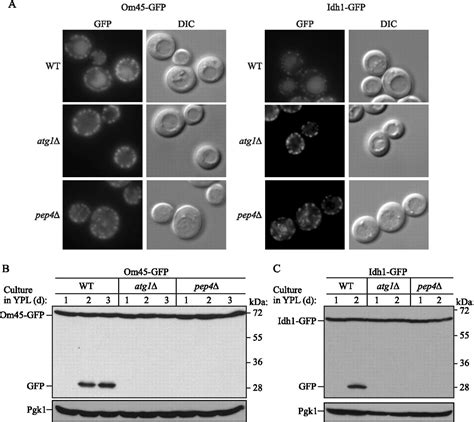 Mitophagy In Yeast Occurs Through A Selective Mechanism Journal Of