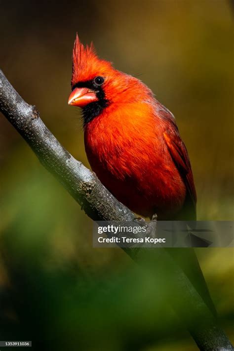 Red Male Northern Cardinal Bird In Fall Series High Res Stock Photo