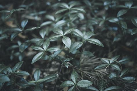 Green Leafed Plant · Free Stock Photo