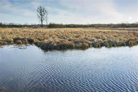 Water Grasses In Marshy Meadows Fields And Blue Sky Stock Photo