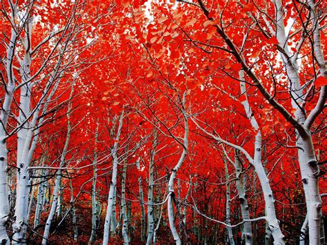 Fall Birch Red Leaves Hd Wallpaper 2560x1600