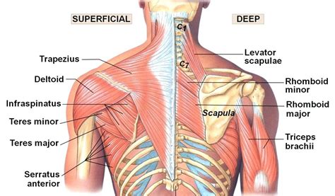 Trigger Points And Referred Pain Living Wellness