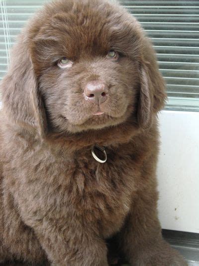 Casa Loma Newfoundlands Breed And Sells Top Quality Brown