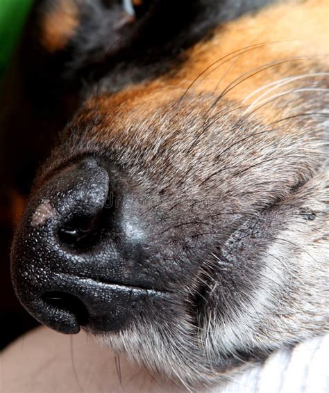 Big Black Dog Snout Stock Photo Image Of Grey Shiny 6660254