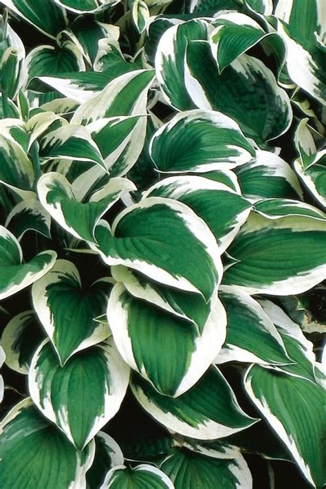 Buy Patriot Hosta Lily Free Shipping Plants For Sale Online From