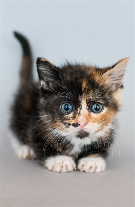 Cute Kitten Names Boy Girls List Calico Popular Pets