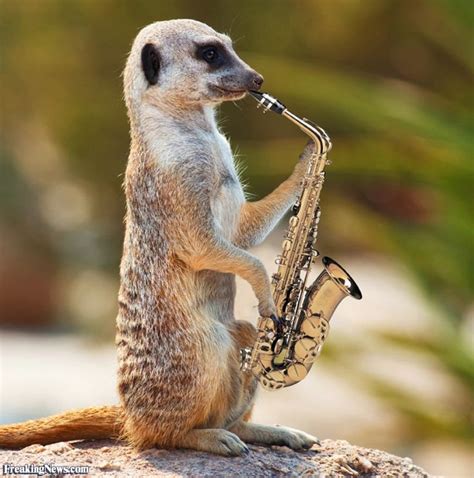 Funny Meerkat Pictures Freaking News Saxophone Meerkat Funny Animals
