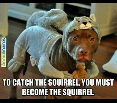 Pin By Sundries Plus On Cool Dogs Funny Dog Captions