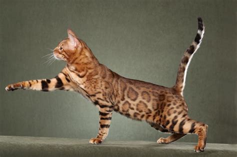 Breeding the beautiful and exotic savannah cat. 18 Exotic Breeds Of House Cat - Page 7 of 9