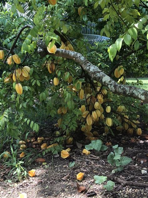 Starfruit On Tree In South Florida Usa Stock Image Image Of Garden